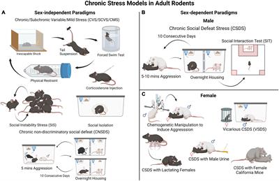 Awakening the dormant: Role of axonal guidance cues in stress-induced reorganization of the adult prefrontal cortex leading to depression-like behavior